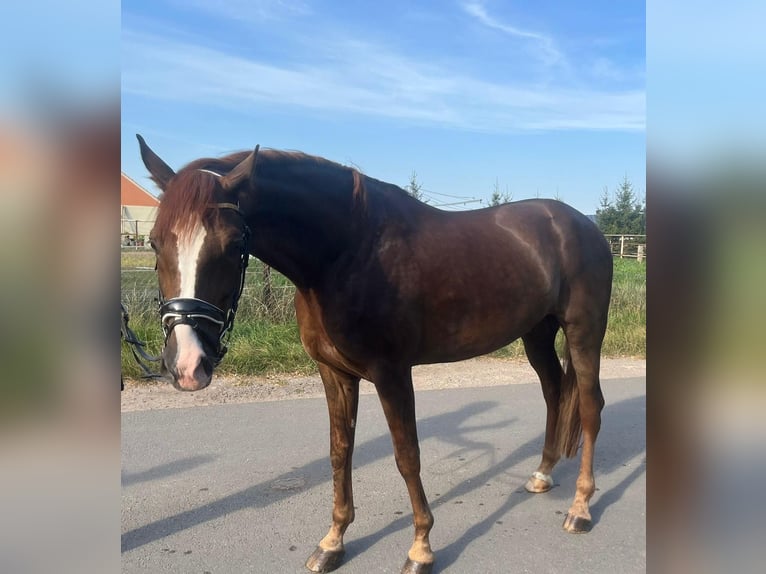 Caballo de deporte alemán Caballo castrado 6 años 176 cm Alazán-tostado in Thale