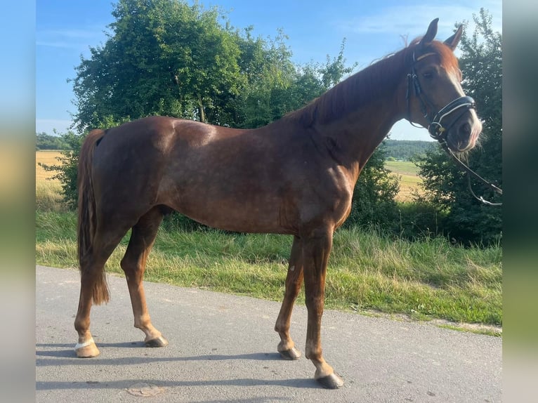 Caballo de deporte alemán Caballo castrado 6 años 176 cm Alazán-tostado in Thale