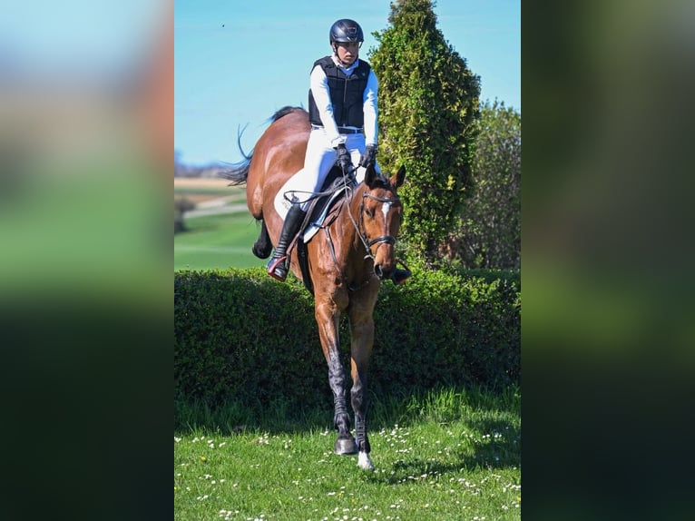 Caballo de deporte alemán Caballo castrado 6 años 176 cm Castaño in Gomadingen