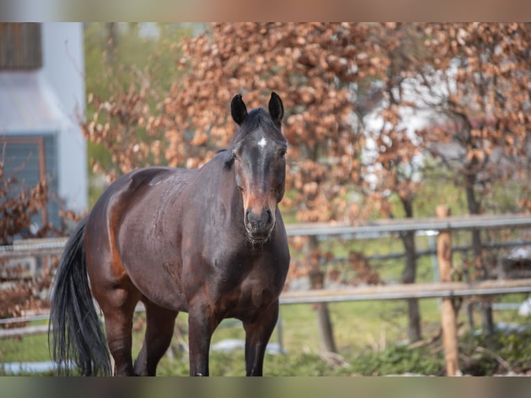 Caballo de deporte alemán Caballo castrado 6 años 176 cm Castaño in Buchloe