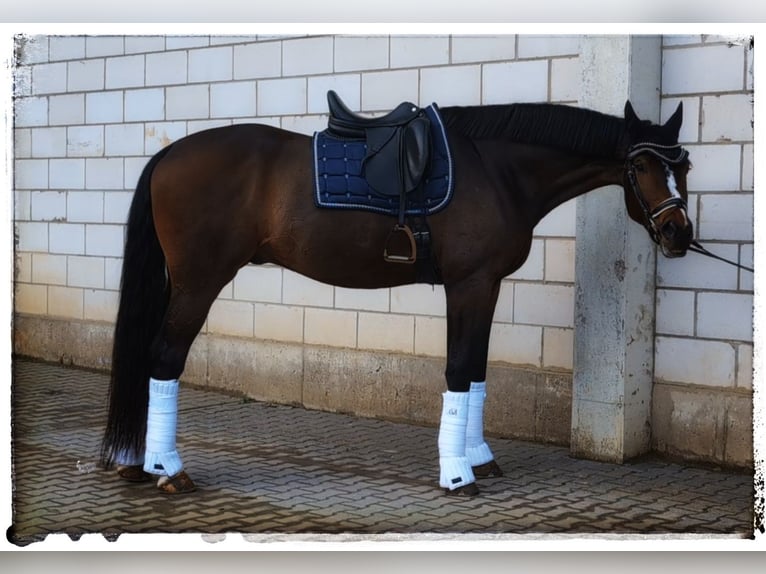 Caballo de deporte alemán Caballo castrado 6 años 179 cm in Montabaur