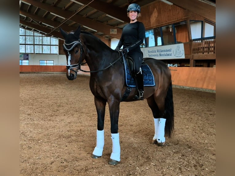 Caballo de deporte alemán Caballo castrado 6 años 179 cm in Montabaur