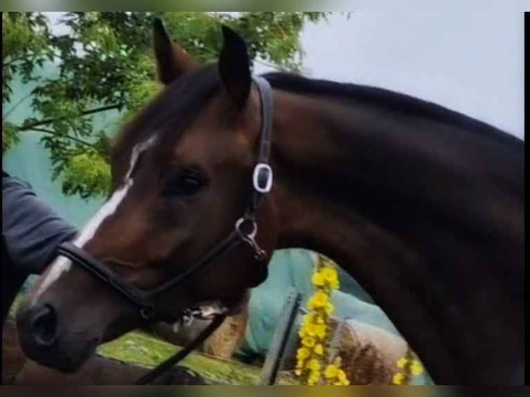 Caballo de deporte alemán Caballo castrado 6 años 179 cm in Montabaur