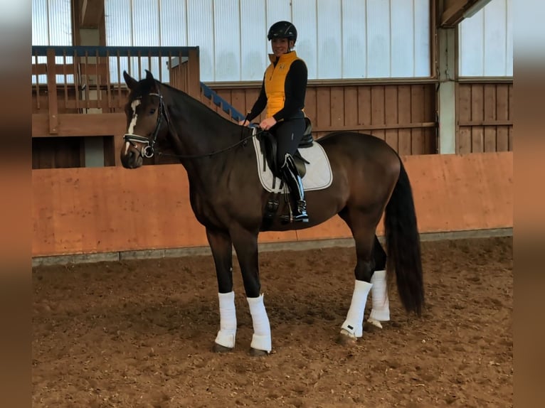 Caballo de deporte alemán Caballo castrado 6 años 179 cm in Montabaur