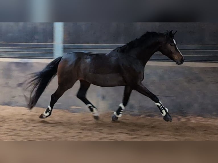 Caballo de deporte alemán Caballo castrado 6 años 179 cm in Montabaur