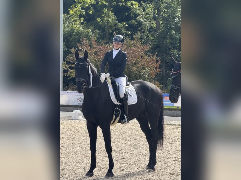 Caballo de deporte alemán Caballo castrado 6 años 180 cm in Ludwigsburg