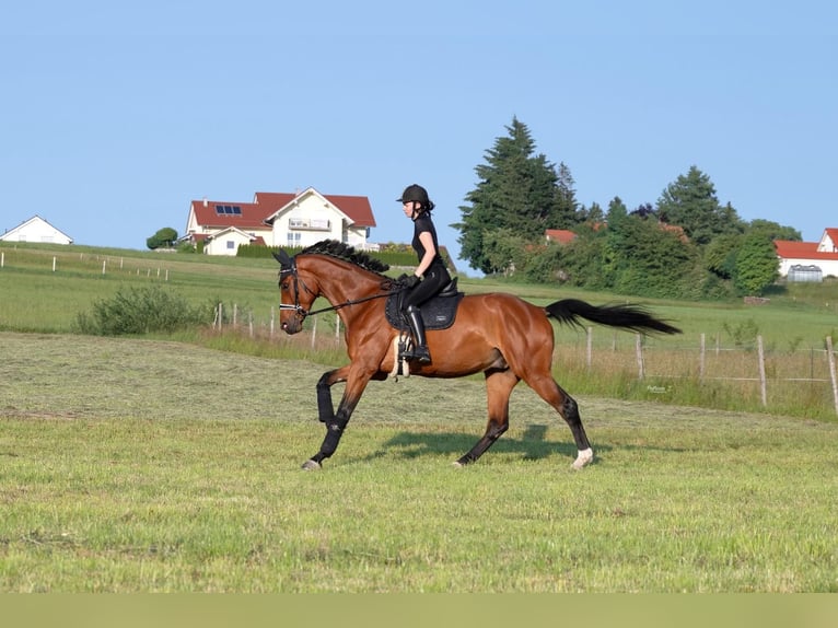 Caballo de deporte alemán Caballo castrado 6 años 180 cm Castaño in Baisweil
