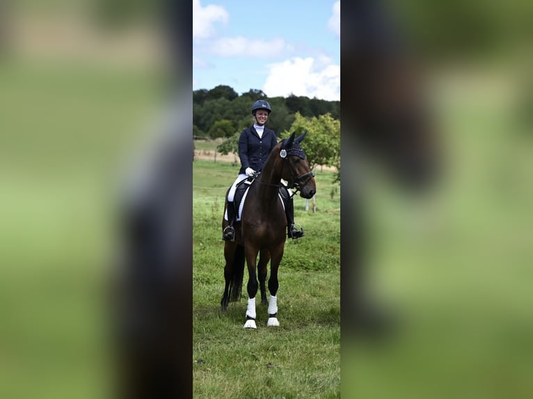 Caballo de deporte alemán Caballo castrado 6 años 180 cm Castaño in Gebroth