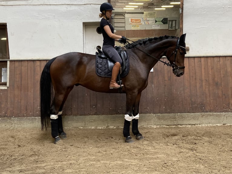 Caballo de deporte alemán Caballo castrado 6 años 180 cm Castaño oscuro in Visbek