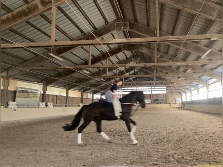 Caballo de deporte alemán Caballo castrado 6 años 180 cm Negro in Würzburg