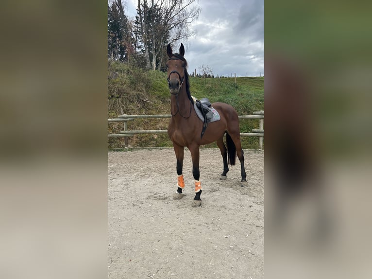 Caballo de deporte alemán Caballo castrado 6 años 181 cm Castaño in Lechbruck