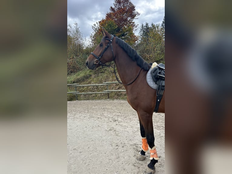 Caballo de deporte alemán Caballo castrado 6 años 181 cm Castaño in Lechbruck