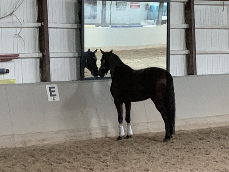 Caballo de deporte alemán Caballo castrado 6 años 181 cm Negro in Weinsberg