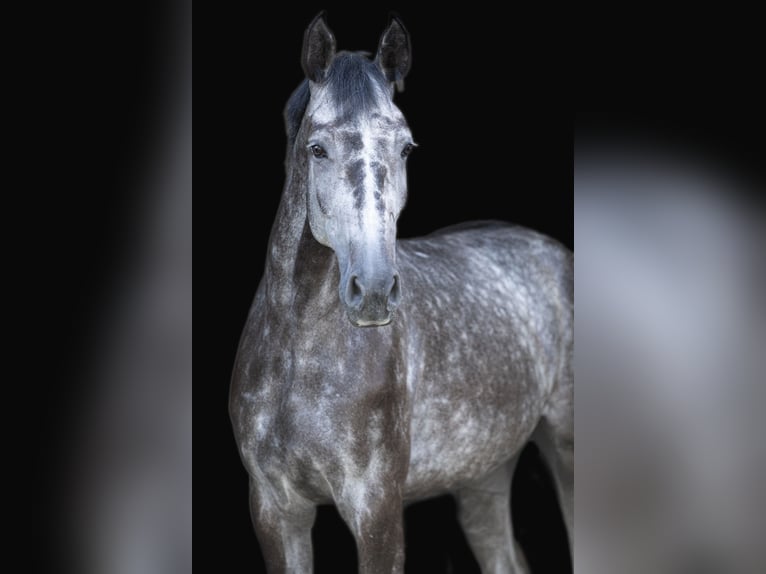 Caballo de deporte alemán Caballo castrado 6 años 183 cm Tordo in Aschersleben