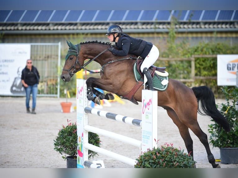 Caballo de deporte alemán Caballo castrado 6 años Castaño in Eppingen