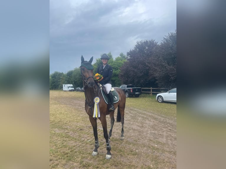 Caballo de deporte alemán Caballo castrado 6 años Castaño in Eppingen