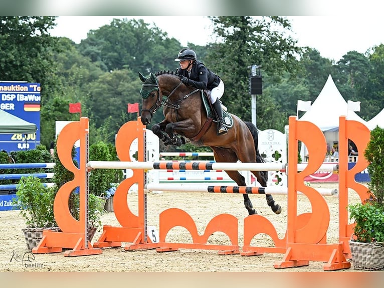 Caballo de deporte alemán Caballo castrado 6 años Castaño in Eppingen