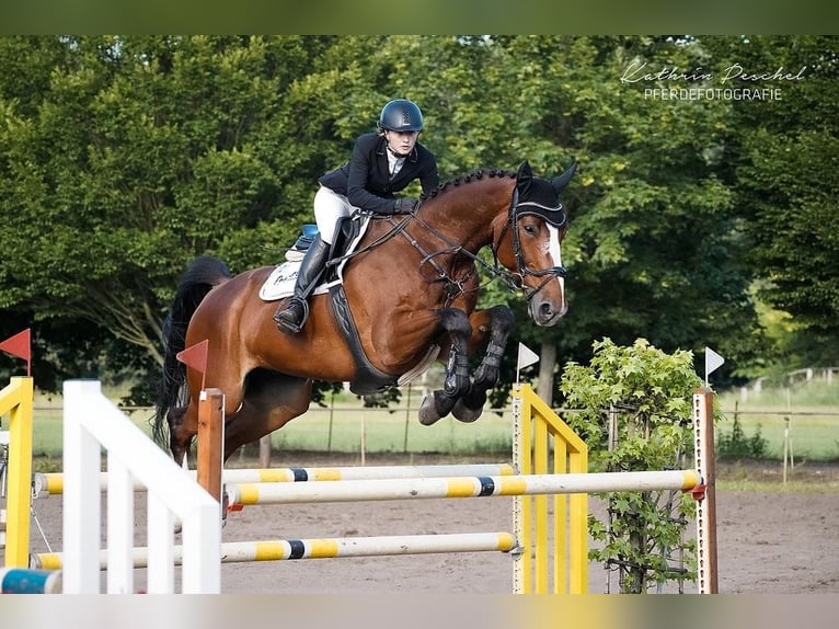 Caballo de deporte alemán Caballo castrado 6 años Castaño in Schönwalde