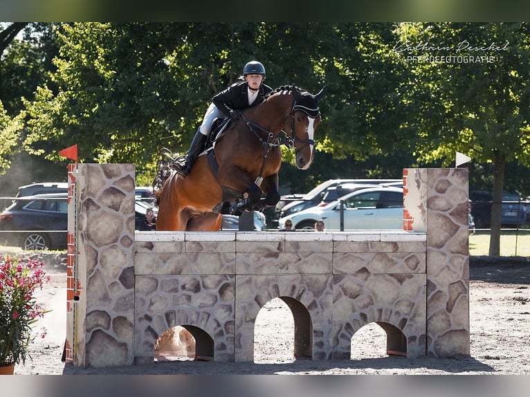 Caballo de deporte alemán Caballo castrado 6 años Castaño in Schönwalde