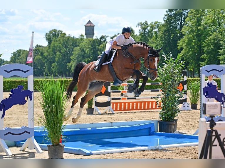 Caballo de deporte alemán Caballo castrado 6 años Castaño in Schönwalde