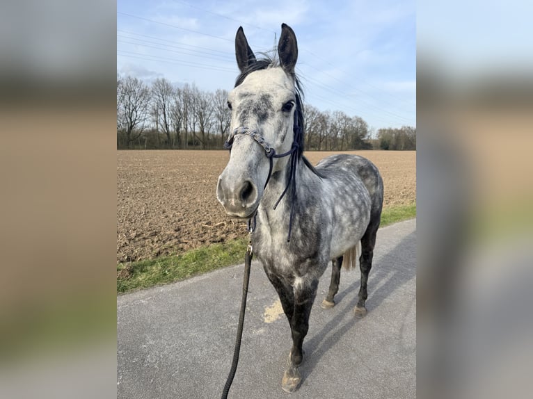 Caballo de deporte alemán Mestizo Caballo castrado 7 años 148 cm Tordo rodado in Haltern am See