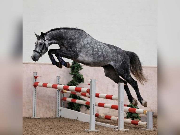 Caballo de deporte alemán Mestizo Caballo castrado 7 años 148 cm Tordo rodado in Haltern am See