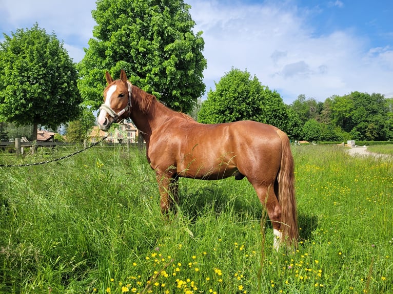 Caballo de deporte alemán Caballo castrado 7 años 158 cm Alazán in Baar