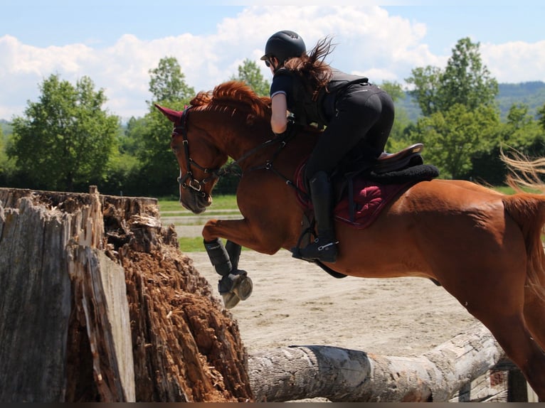 Caballo de deporte alemán Caballo castrado 7 años 159 cm Alazán in Dielsdorf