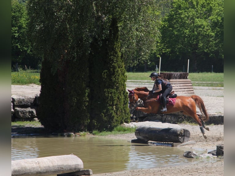 Caballo de deporte alemán Caballo castrado 7 años 159 cm Alazán in Dielsdorf