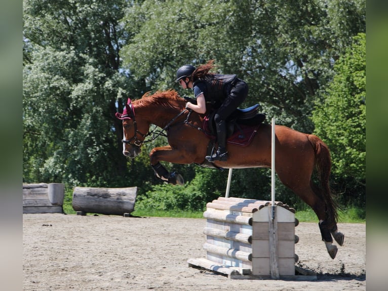 Caballo de deporte alemán Caballo castrado 7 años 159 cm Alazán in Dielsdorf