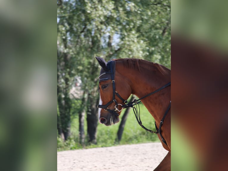 Caballo de deporte alemán Caballo castrado 7 años 159 cm Alazán in Dielsdorf