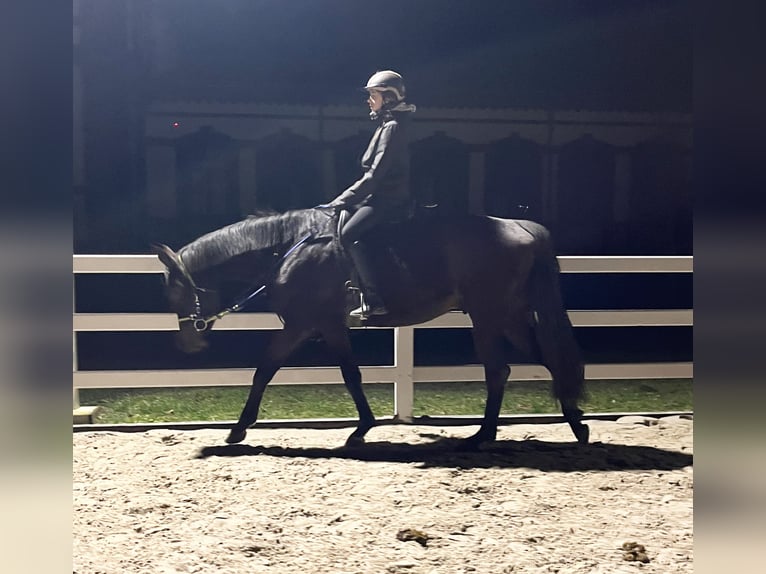 Caballo de deporte alemán Caballo castrado 7 años 160 cm Castaño oscuro in Hartha