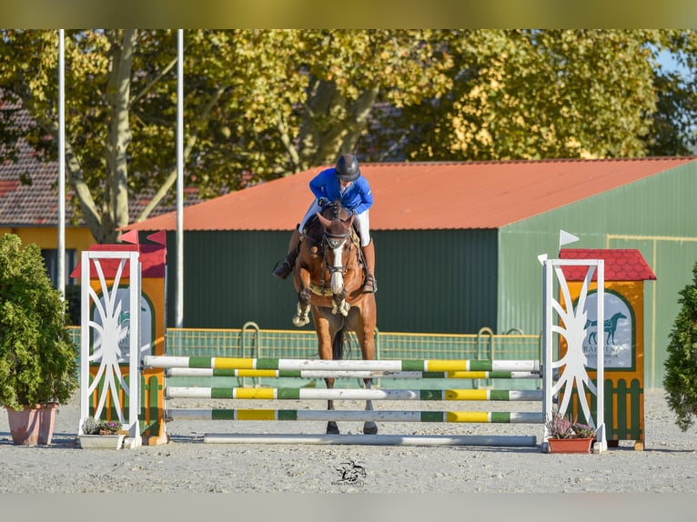 Caballo de deporte alemán Caballo castrado 7 años 161 cm Castaño in Möderbrugg