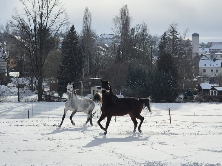 Caballo de deporte alemán Caballo castrado 7 años 163 cm Tordo rodado in Burgstädt