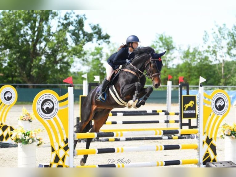 Caballo de deporte alemán Caballo castrado 7 años 164 cm Castaño oscuro in Szigethalom