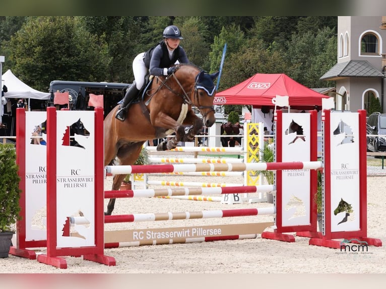 Caballo de deporte alemán Caballo castrado 7 años 165 cm Castaño in Loiching