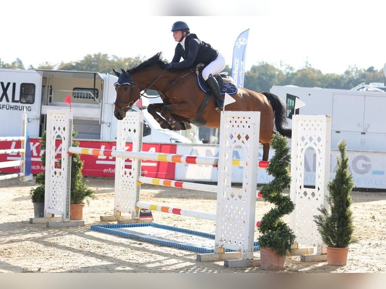 Caballo de deporte alemán Caballo castrado 7 años 165 cm Castaño in Loiching