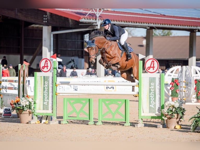 Caballo de deporte alemán Caballo castrado 7 años 165 cm Castaño in Loiching