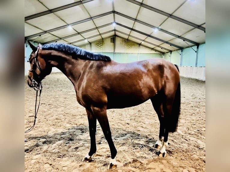 Caballo de deporte alemán Caballo castrado 7 años 165 cm Castaño in Thale