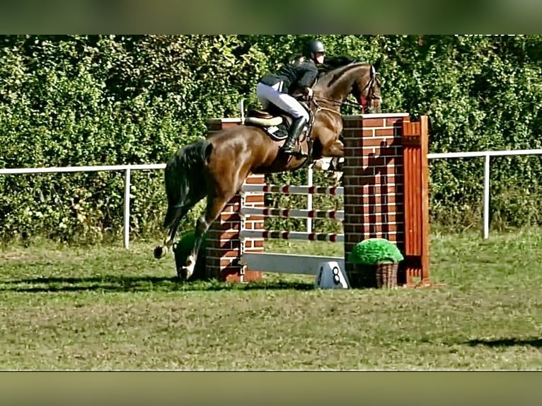 Caballo de deporte alemán Caballo castrado 7 años 165 cm Castaño in Thale