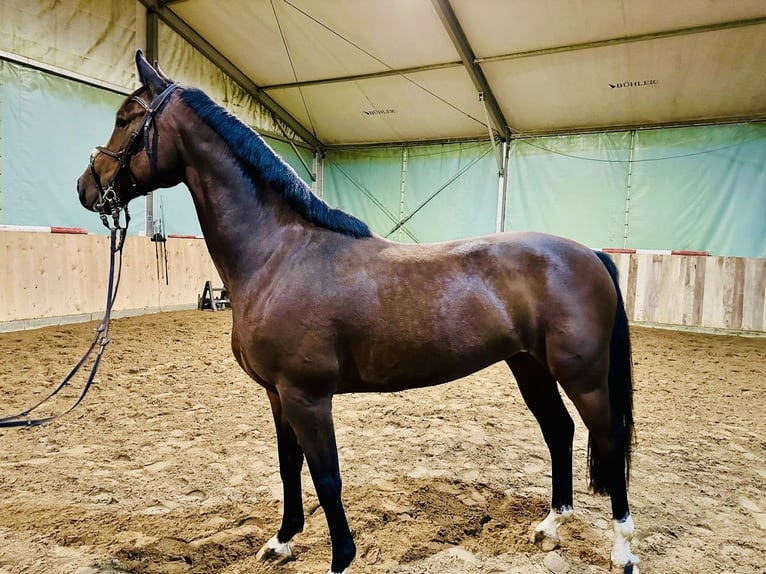 Caballo de deporte alemán Caballo castrado 7 años 165 cm Castaño in Thale