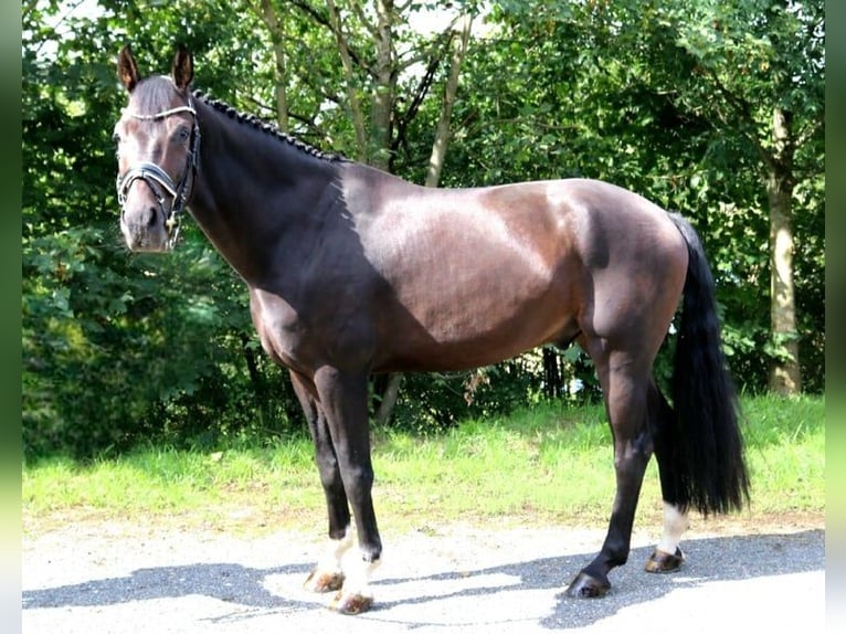 Caballo de deporte alemán Caballo castrado 7 años 165 cm Castaño oscuro in Burgthann