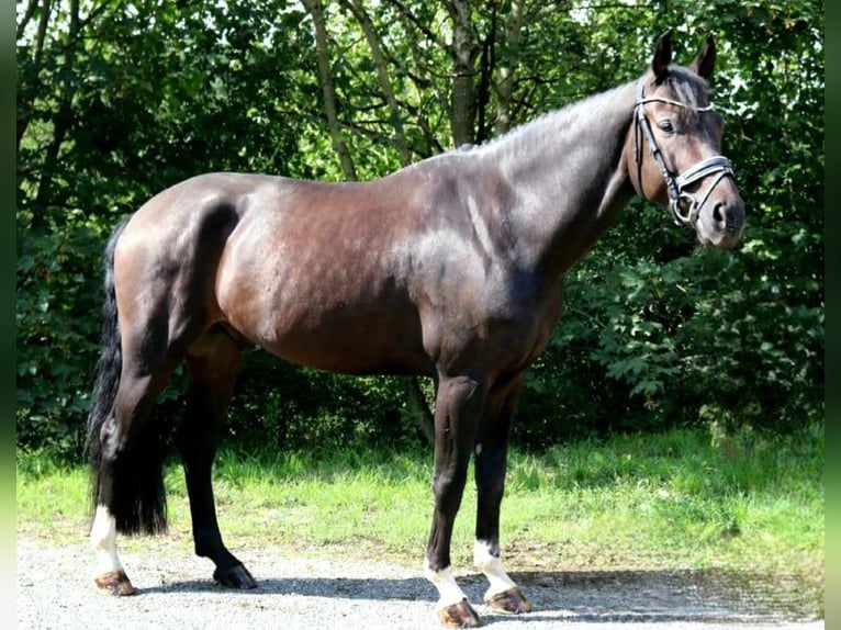 Caballo de deporte alemán Caballo castrado 7 años 165 cm Castaño oscuro in Burgthann