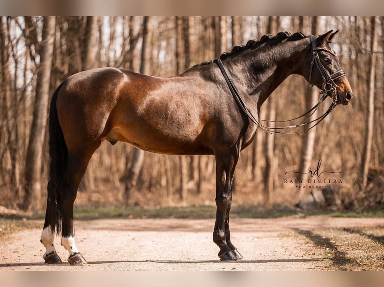 Caballo de deporte alemán Caballo castrado 7 años 165 cm Morcillo in Wehringen