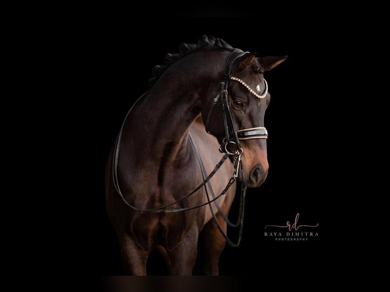 Caballo de deporte alemán Caballo castrado 7 años 165 cm Morcillo in Wehringen