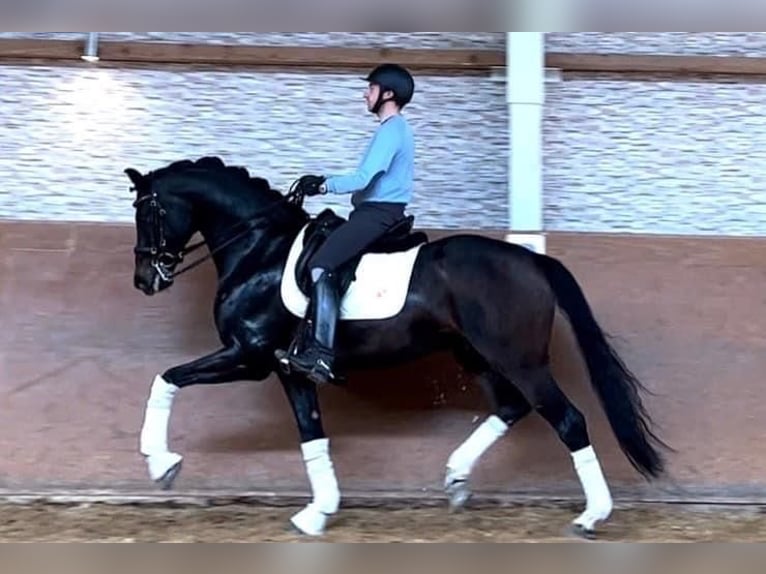 Caballo de deporte alemán Caballo castrado 7 años 165 cm Morcillo in Wehringen