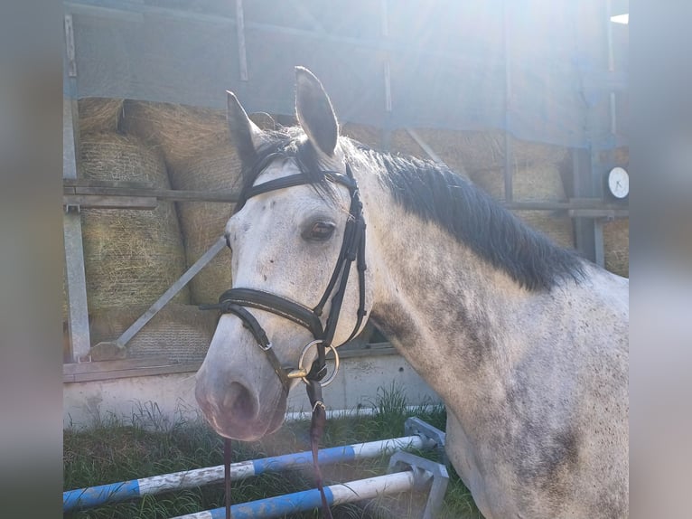 Caballo de deporte alemán Caballo castrado 7 años 165 cm Tordo in Vierkirchen