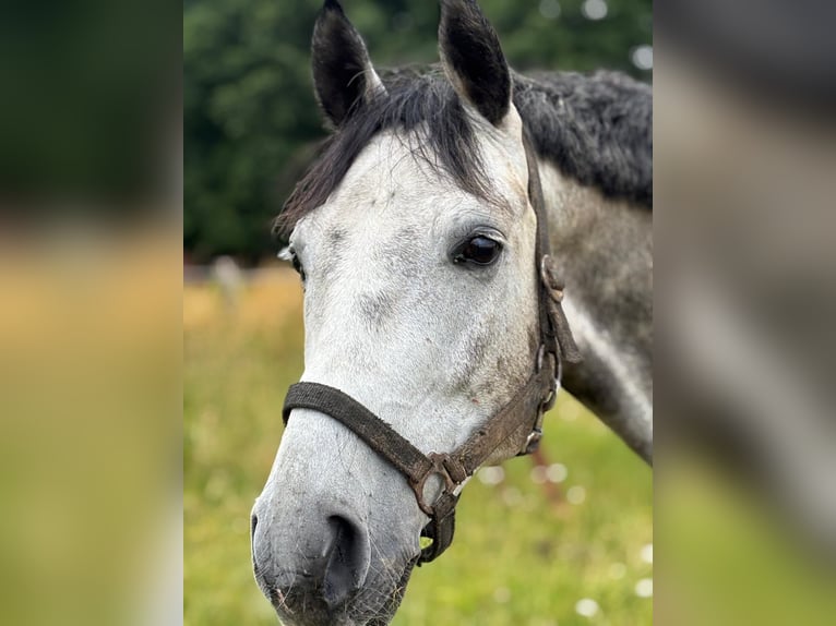 Caballo de deporte alemán Caballo castrado 7 años 165 cm Tordo in Vierkirchen