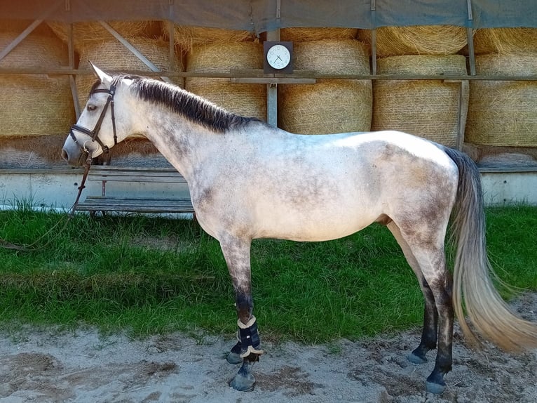 Caballo de deporte alemán Caballo castrado 7 años 165 cm Tordo in Vierkirchen
