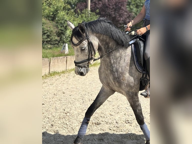 Caballo de deporte alemán Caballo castrado 7 años 165 cm Tordo in Vierkirchen